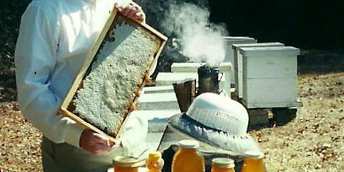 Bee Whisper Loading Bees into Observation Hive Photo