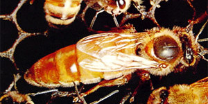 QueenBee Consider The Possibilities