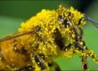 Pollen Covered Bee