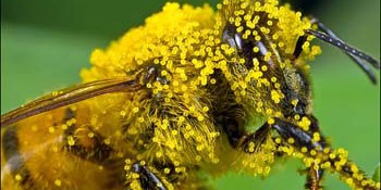 Pollen Covered Bee