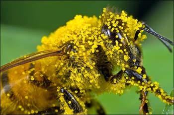 Pollen Covered Bee