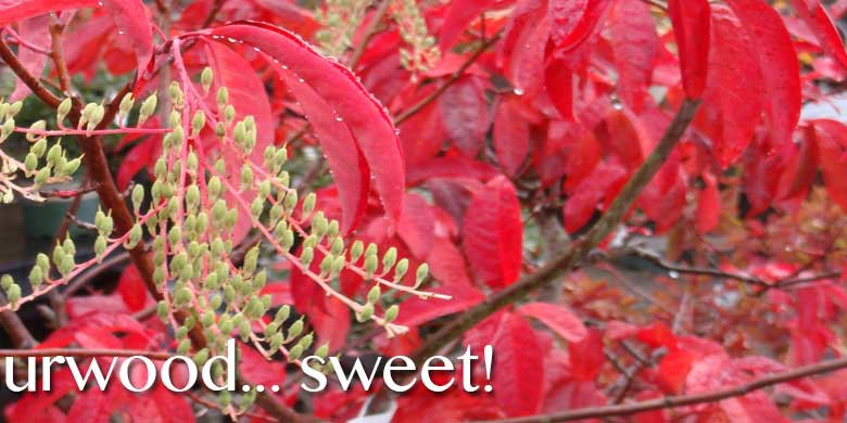 2016 Sourwood Honey Crop