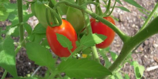 Healthy Tomato Plant