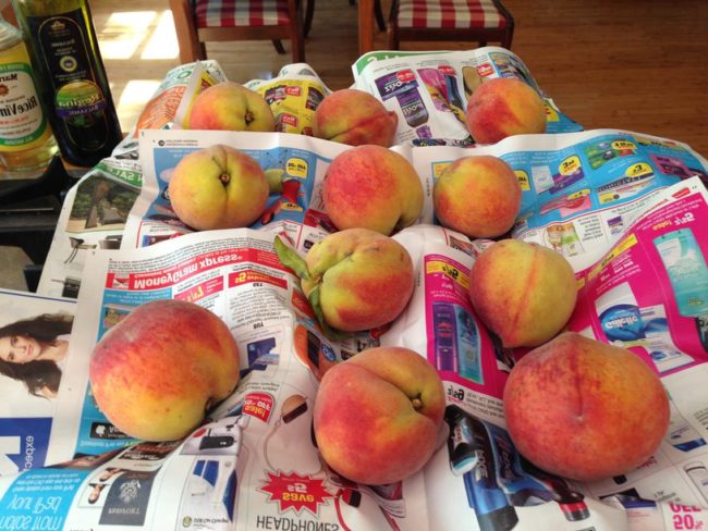 Peaches Ripening on Newspaper