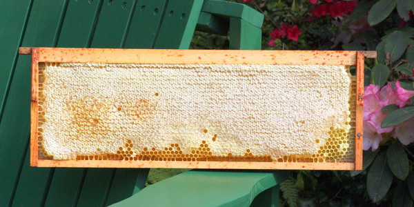 Honey Frame