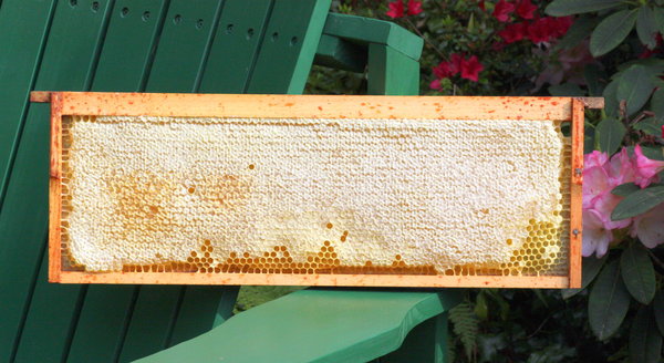 Honey Frame