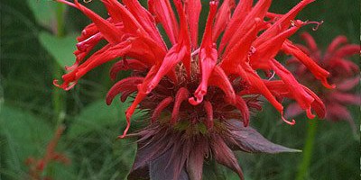Bee Balm