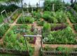 Real Food Kitchen Garden