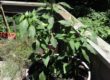 Growing and Preserving Food: Serrano Peppers