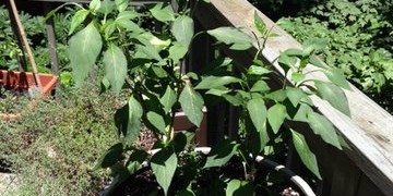 Growing and Preserving Food: Serrano Peppers