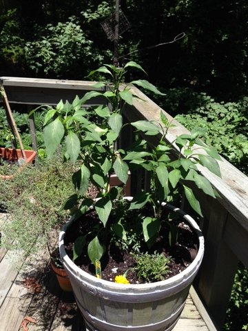 Growing and Preserving Food: Serrano Peppers