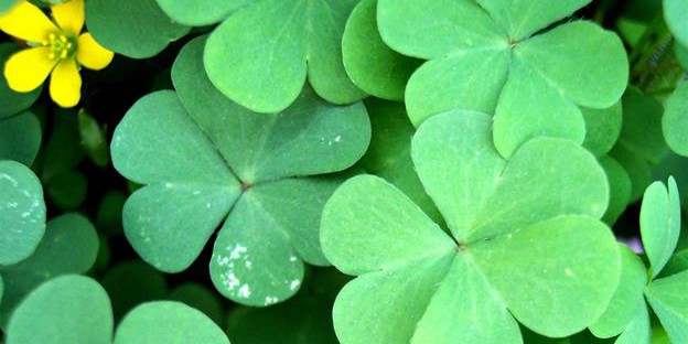 Shamrock for St. Patrick's Day