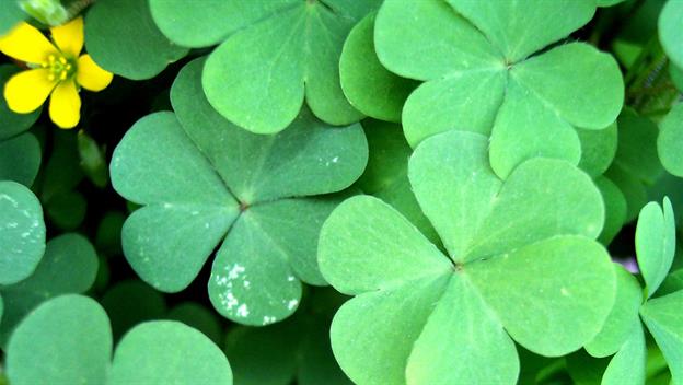 Shamrock for St. Patrick's Day