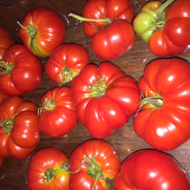 Harvested Tomatoes