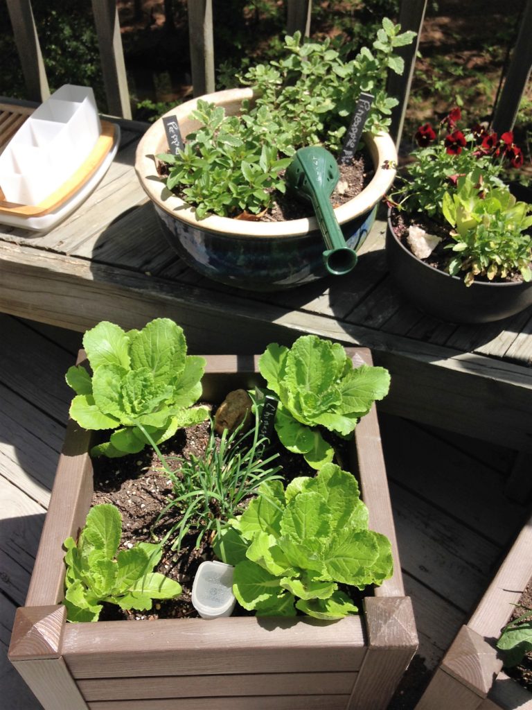 Earth Day Challenge 2016 Deck Garden