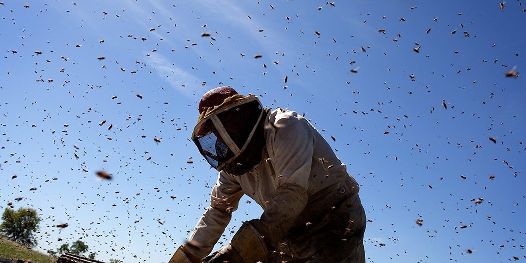 Saving the Bees Anderson Bee Boxes Earthjustice