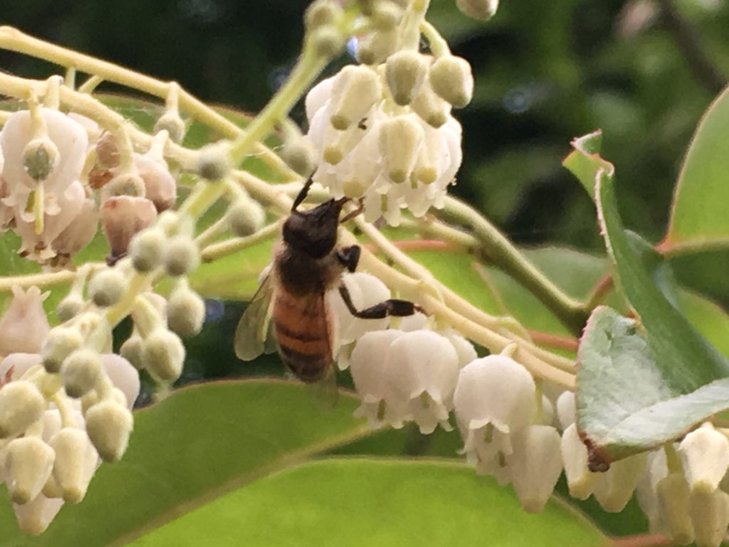 Creating More Sustainability - Sourwood Honey