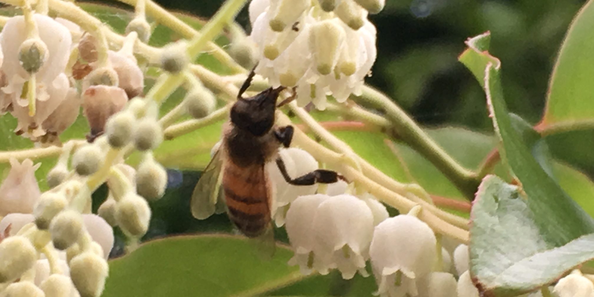 Creating More Sustainability - Sourwood Honey