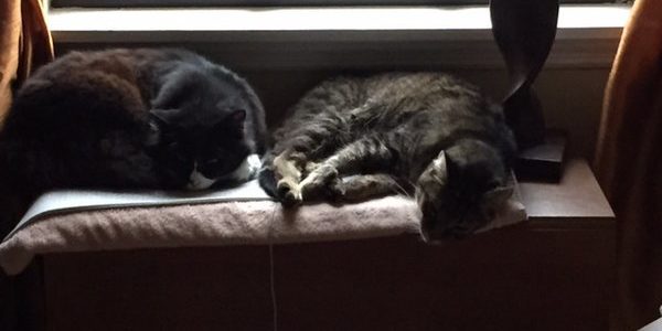 Angel and Jackie for My Pet Connection Post