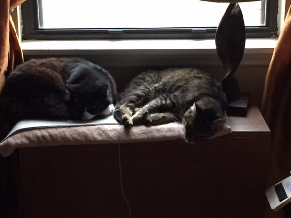 Angel and Jackie for My Pet Connection Post