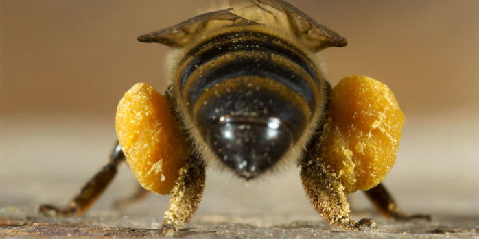 Bee News Honey Bee with Pollen Saddle Bag