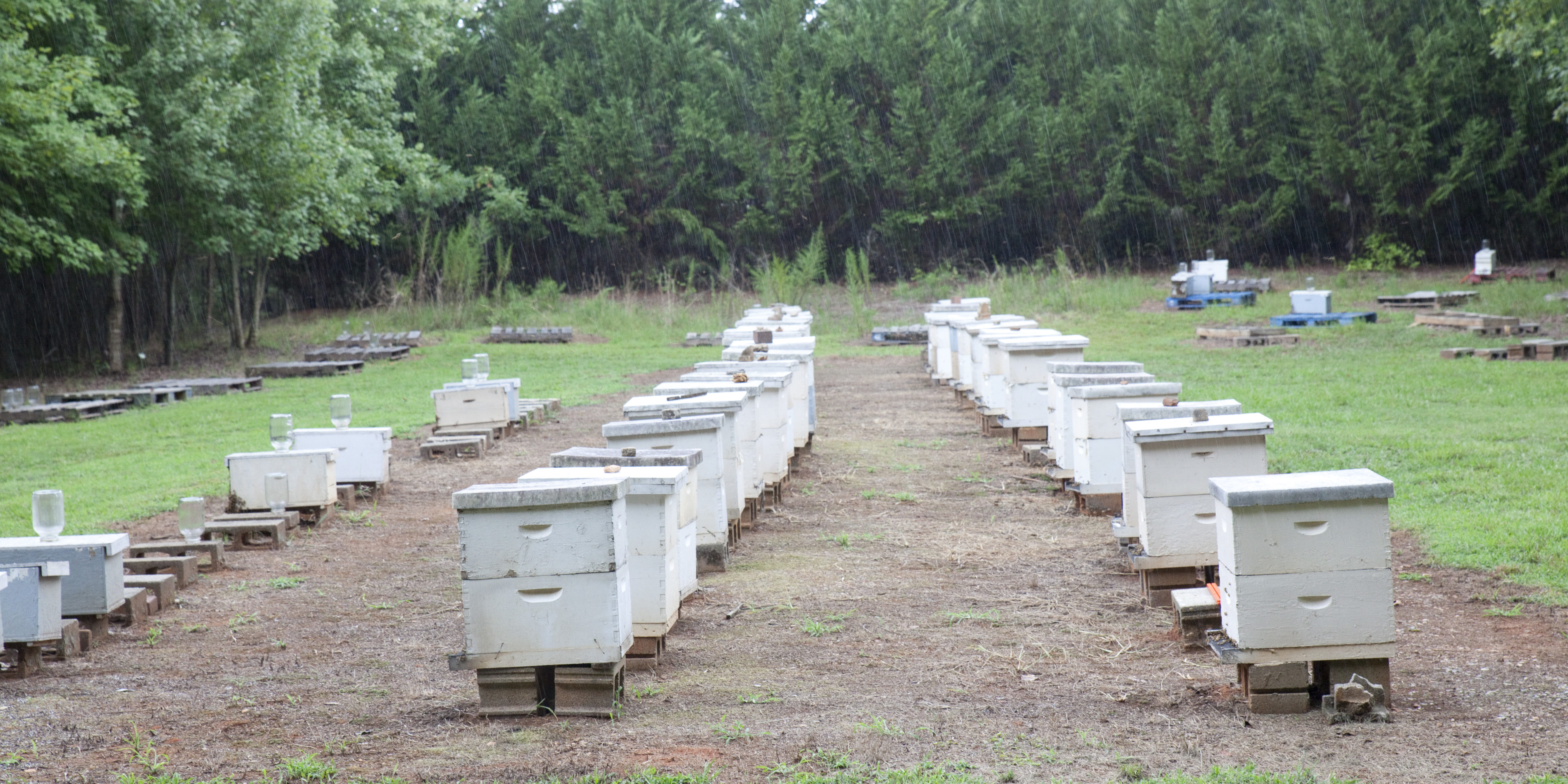 Save the Bees on Wright Honey Farm