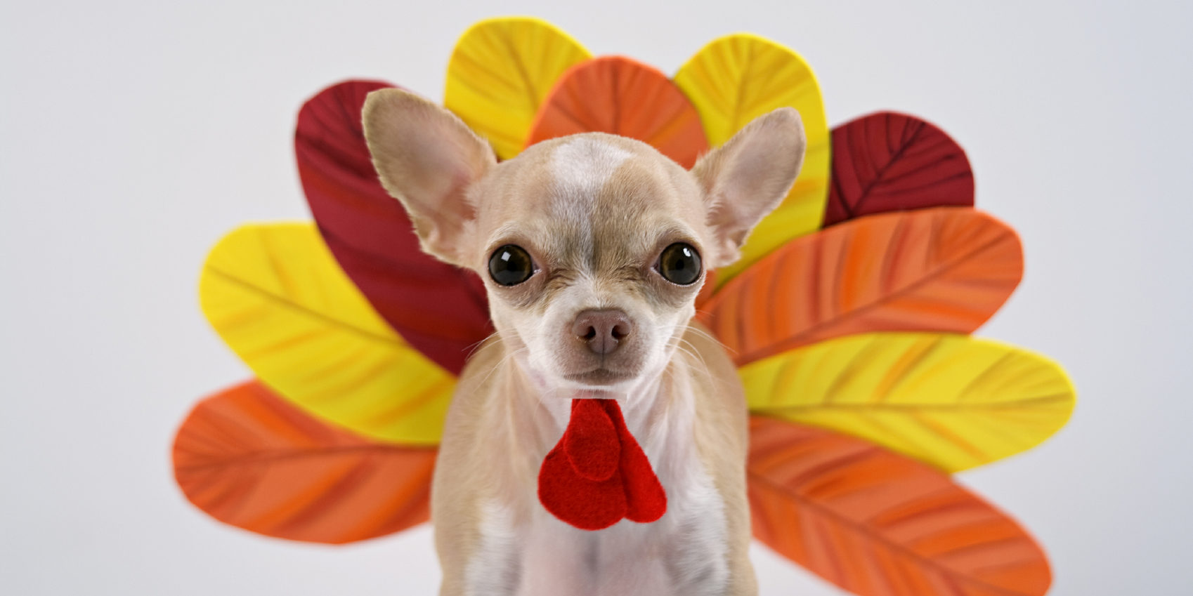 Honey Chihuahua Happy Thanksgiving 2019