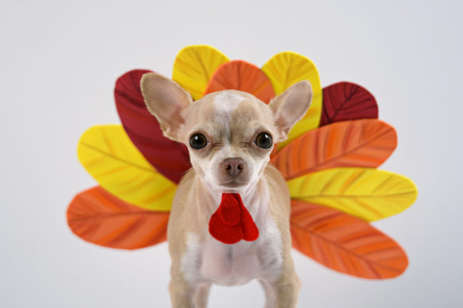 Honey Chihuahua Happy Thanksgiving 2019