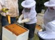 Beekeeping in the Spring