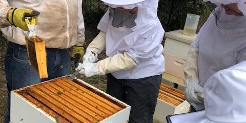 Beekeeping in the Spring