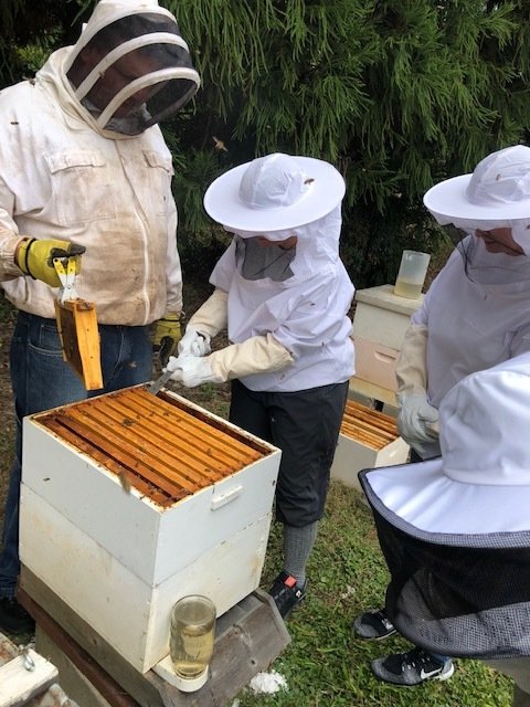 Start Beekeeping in the Spring - Bee Wild