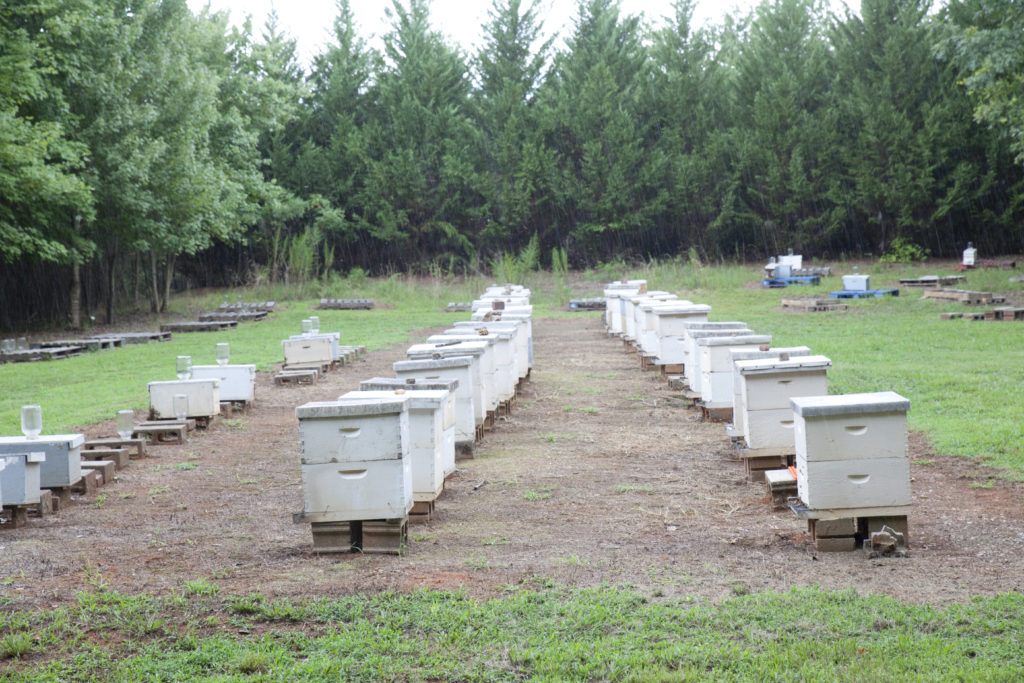 Our Hives for Saving the Bees