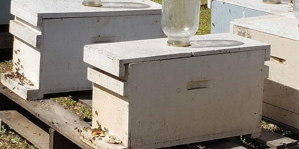 2019 End of Spring Bee Farm Update