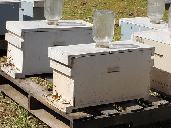 Bee Farm Spring 2019 Nucs