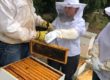 Urban Beekeeping Classes