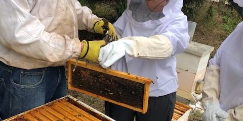 Urban Beekeeping Classes