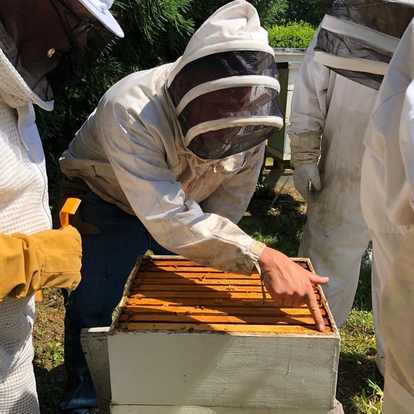 Spring 2019 Beekeeping Class Bees Glue the Hive Shut